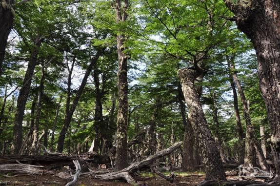 Uma mata no caminho da Loma del Pliegue Tumbado, no Parque Nacional Los Glaciares, em El Chaltén, na patagônia argentina